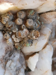 Conophytum quaesitum