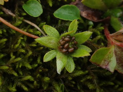 Potentilla brauniana