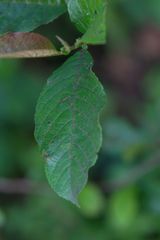 Alnus nepalensis