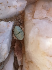 Conophytum quaesitum