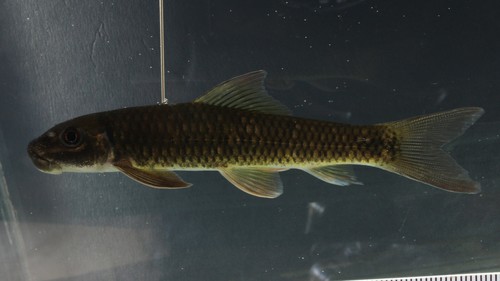 Cameroon labeo (Labeo camerunensis) — Cyprinidae — 3