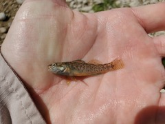 Etheostoma lepidum