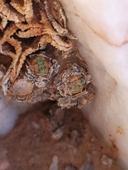 Conophytum quaesitum