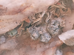 Conophytum quaesitum