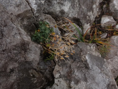 Draba stellata, photograph 1
