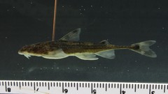 Phractura brevicauda