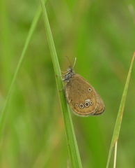 Coenonympha oedippus
