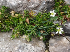 Moehringia ciliata