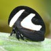 Black-and-white Treehopper - Photo (c) Robby Deans, some rights reserved (CC BY-NC), uploaded by Robby Deans