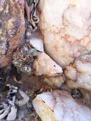 Conophytum quaesitum