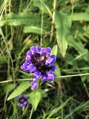 Prunella vulgaris
