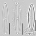 Navicula cryptotenella - Photo (c) emassa, algunos derechos reservados (CC BY-NC)