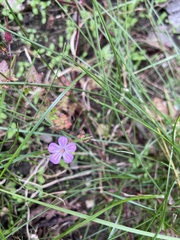 Geranium lucidum