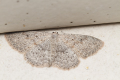 Scopula guancharia