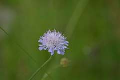 Scabiosa canescens