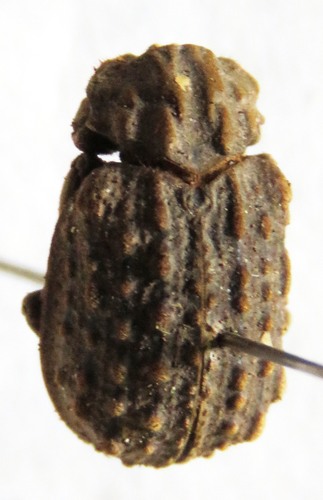 Omorgus fuliginosus photo 2