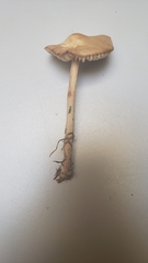 Marasmius oreades