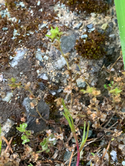 Veronica arvensis
