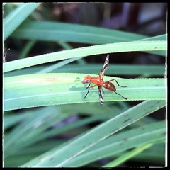 Tritoxa incurva