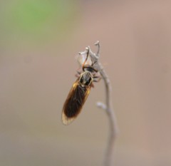 Brachyrhopalinae
