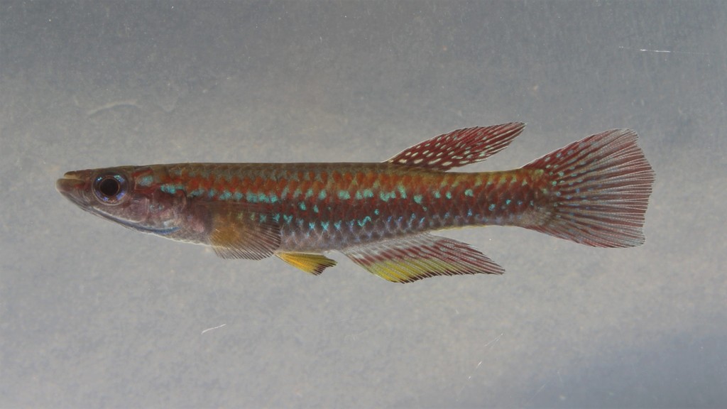 Crystal killi (Episemion krystallinoron) — Nothobranchiidae