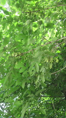 Fraxinus pennsylvanica