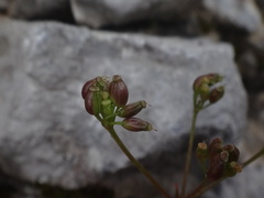 Pimpinella alpina