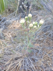 Chaenactis douglasii