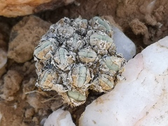 Conophytum quaesitum