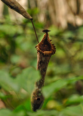 Nepenthes edwardsiana