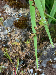 Veronica arvensis