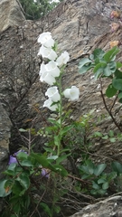 Campanula medium