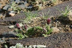 Pulsatilla bungeana