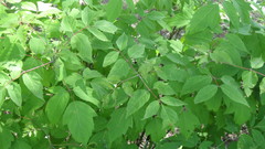 Acer negundo