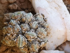 Conophytum quaesitum