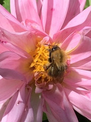 Bombus hypnorum