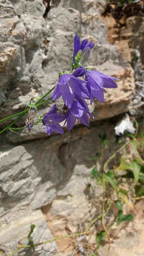 Campanula pseudostenocodon