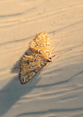 Elophila icciusalis