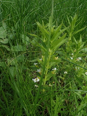 Gratiola officinalis