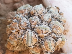 Conophytum quaesitum