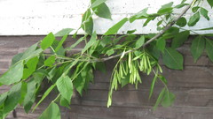 Fraxinus pennsylvanica