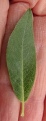 Salix commutata