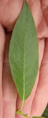 Salix commutata