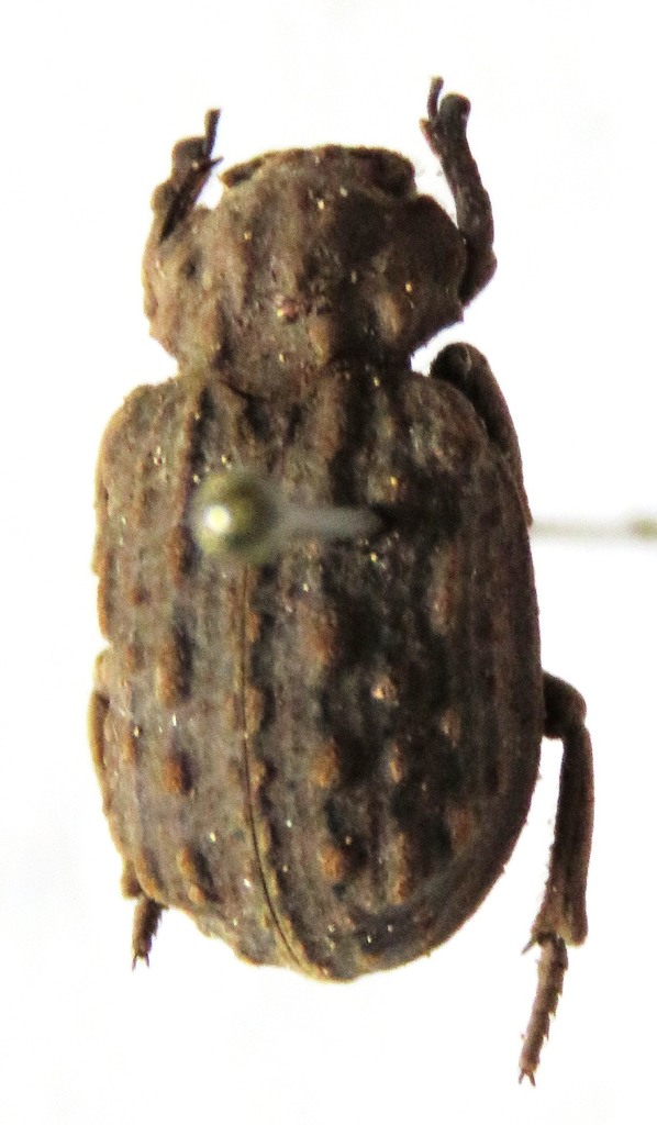 Omorgus fuliginosus