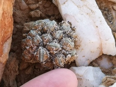 Conophytum quaesitum