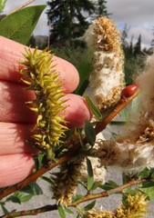 Salix commutata