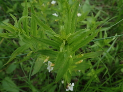 Gratiola officinalis