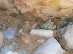 Conophytum quaesitum