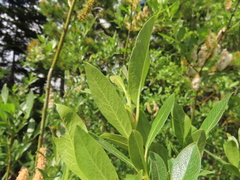 Salix commutata
