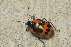 Augocoris gomesii